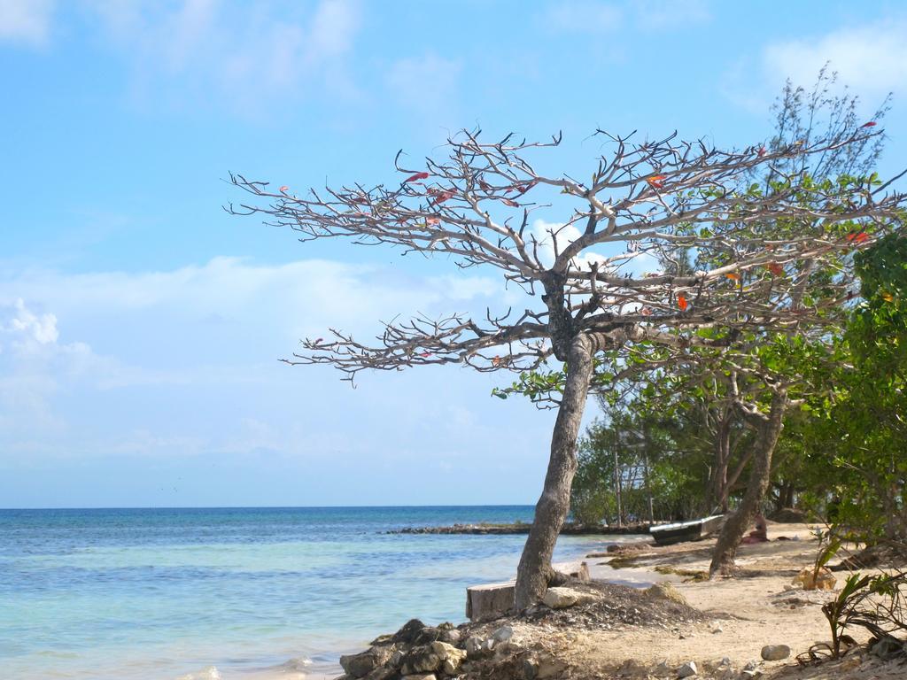 Coral View Beach Resort Utila Exterior foto